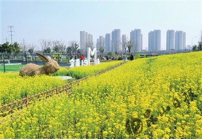 古木河親子公園裡,油菜花成片綻放.